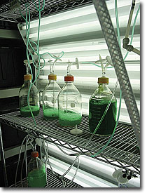 identify and develop algae strains that can be economically harvested and processed into finished transportation fuels, such as jet fuel